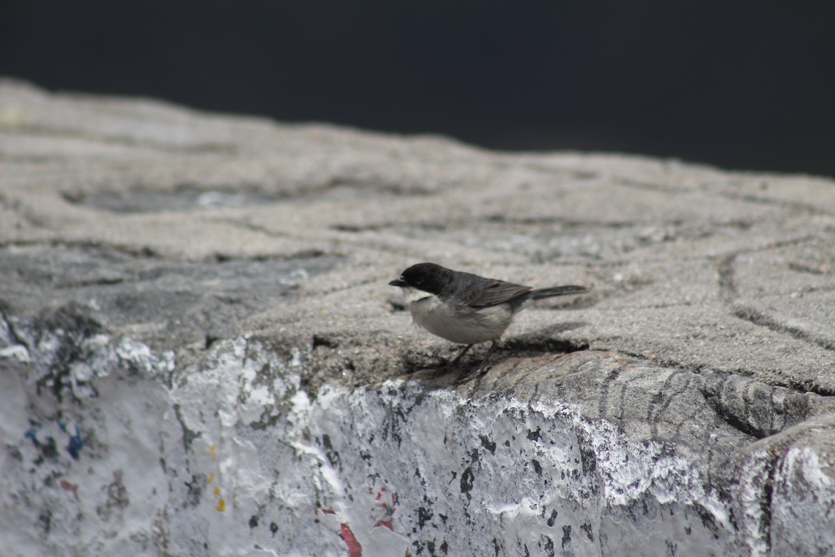 Black-capped Warbling Finch - Gabriel Paschetta