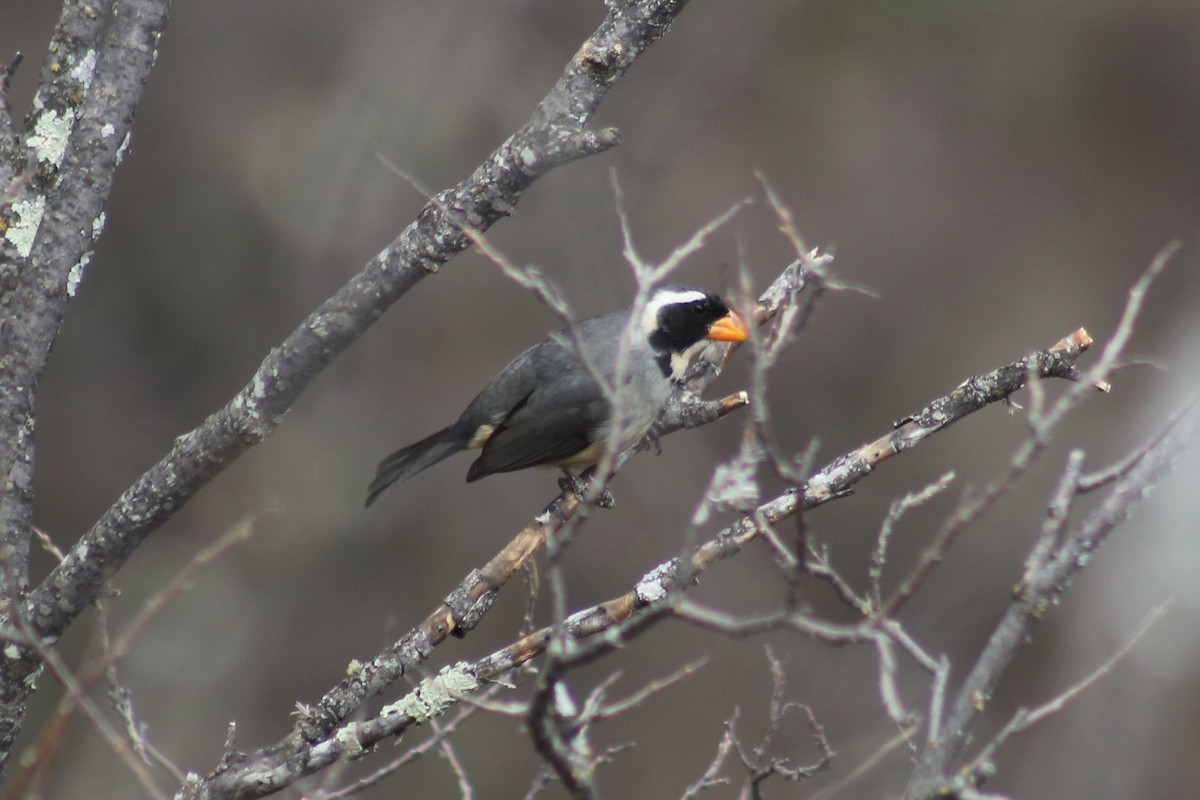 Saltator à bec orange - ML612424371