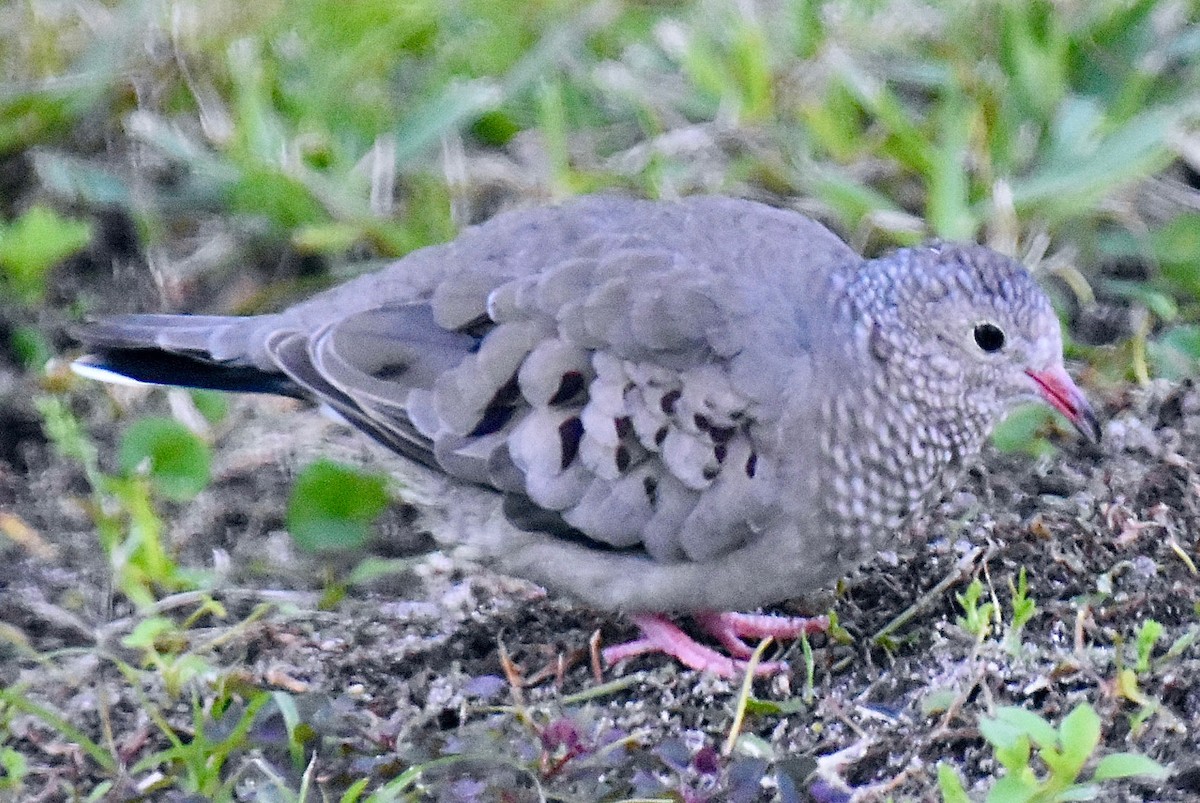 Common Ground Dove - ML612424381