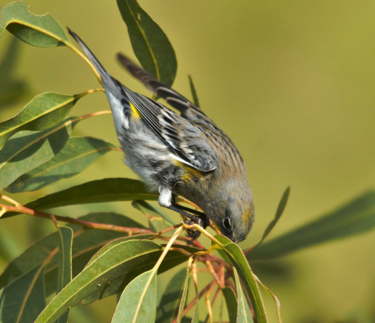 Yellow-rumped Warbler (Audubon's) - Carlos Contreras Terrazas