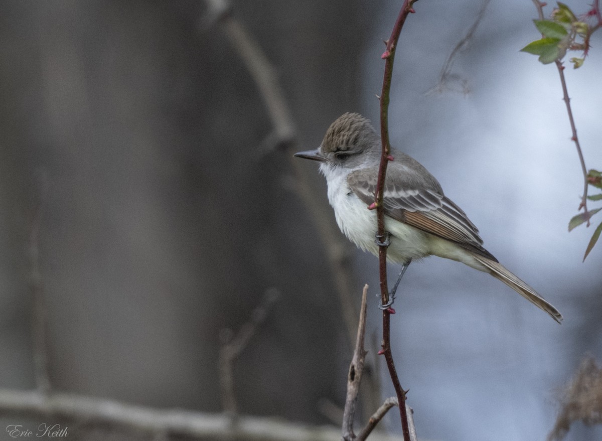 Ash-throated Flycatcher - ML612424564