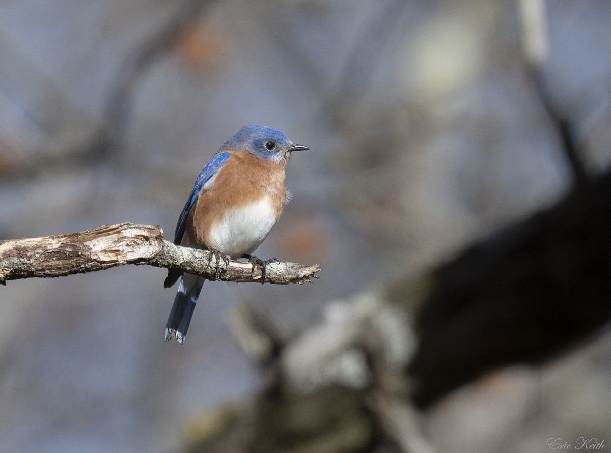 Eastern Bluebird - ML612424573