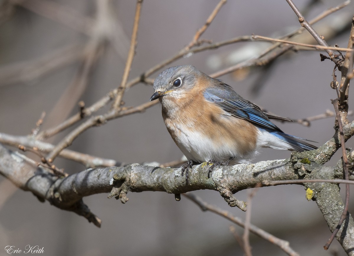 Eastern Bluebird - ML612424574