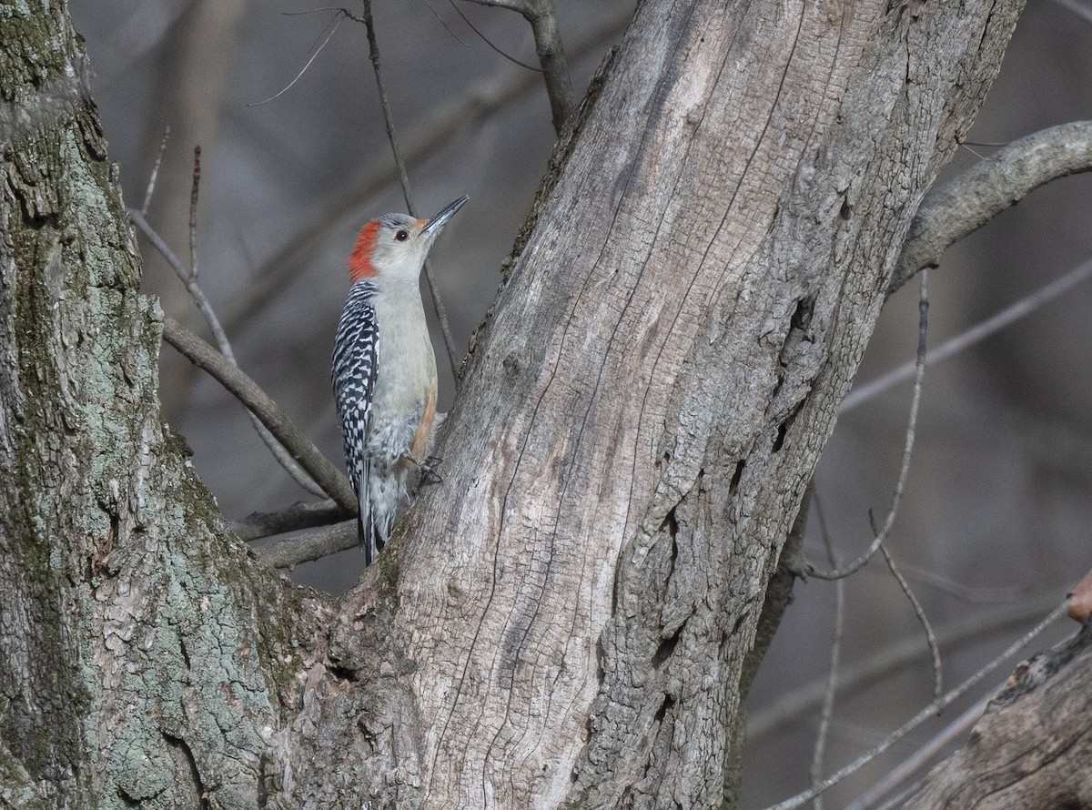 Red-bellied Woodpecker - ML612424577