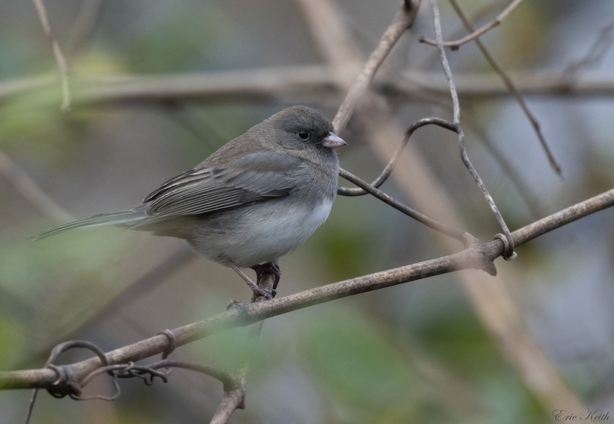 Dark-eyed Junco - ML612424605