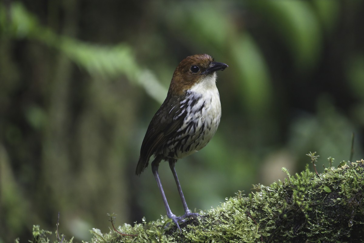 クリガシラジアリドリ - ML612424731