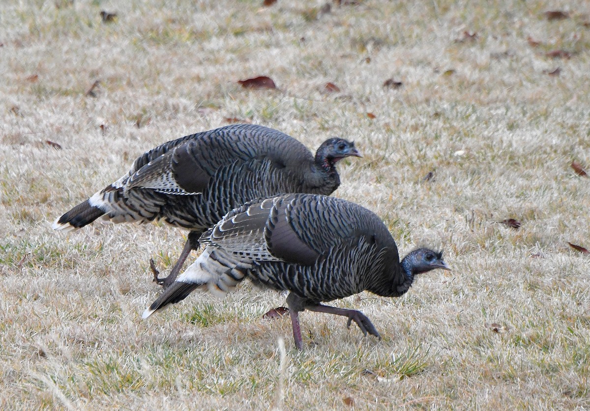 Wild Turkey - ML612424740