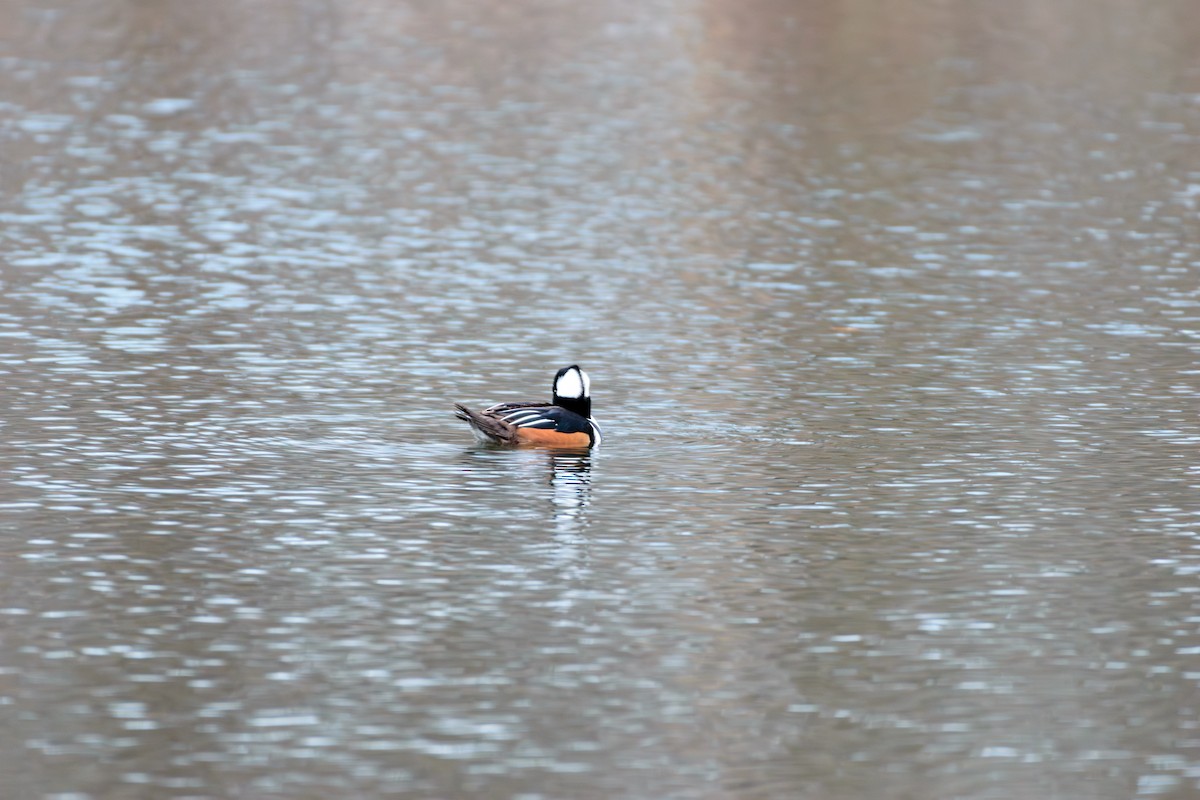 Hooded Merganser - ML612424811