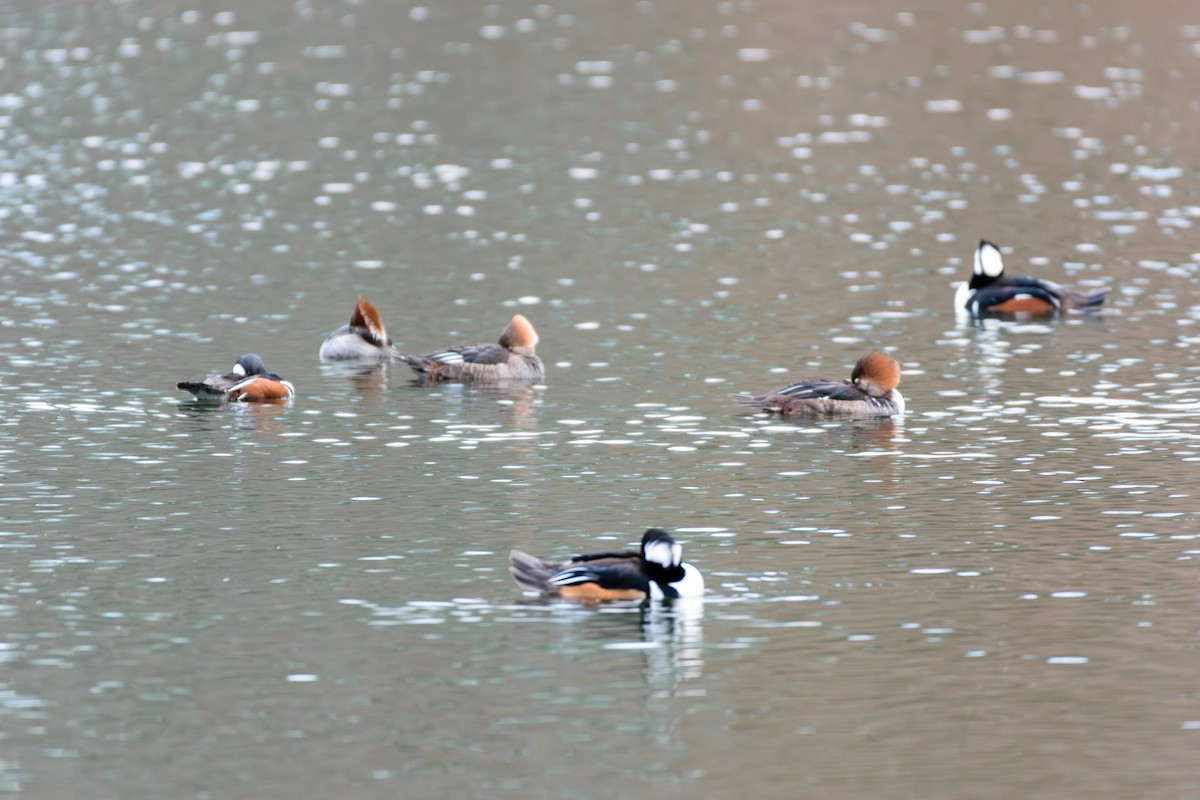 Hooded Merganser - ML612424812