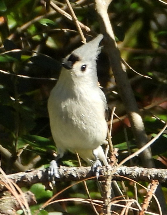 Tufted Titmouse - ML612424828