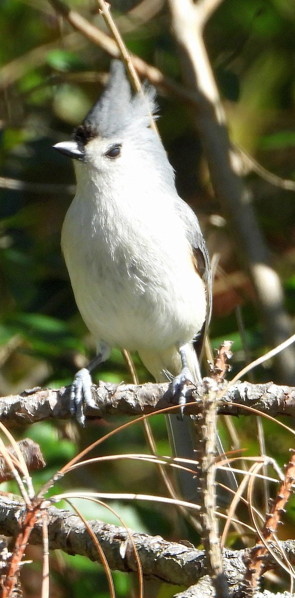 Tufted Titmouse - ML612424829