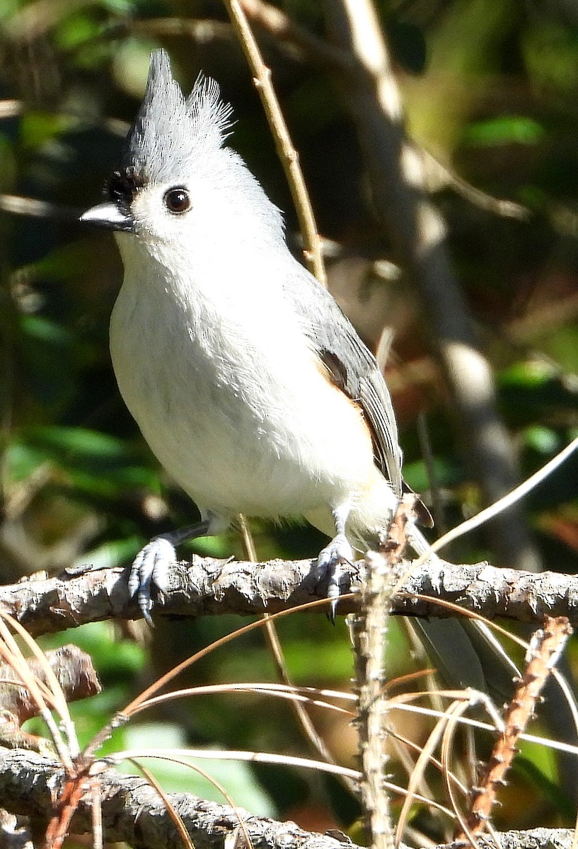 Tufted Titmouse - ML612424830