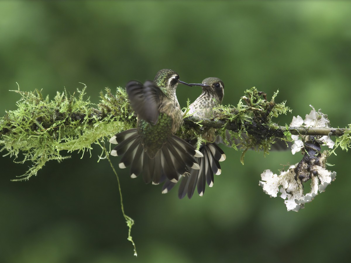 Colibri moucheté - ML612424846