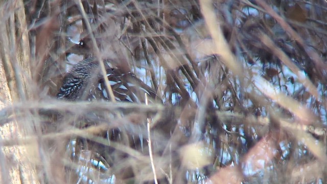 Limpkin - ML612424862