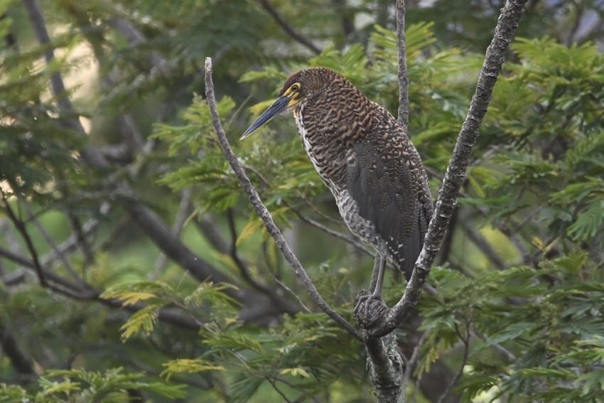 Rufescent Tiger-Heron - ML612424929