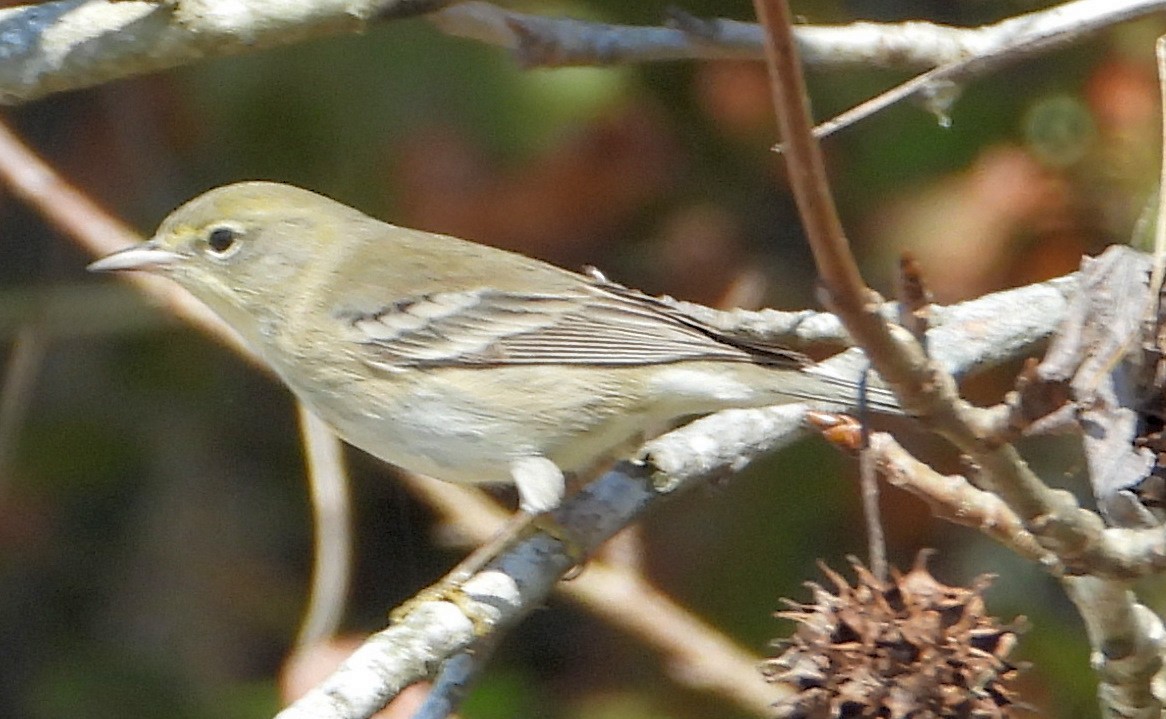 Pine Warbler - ML612424967