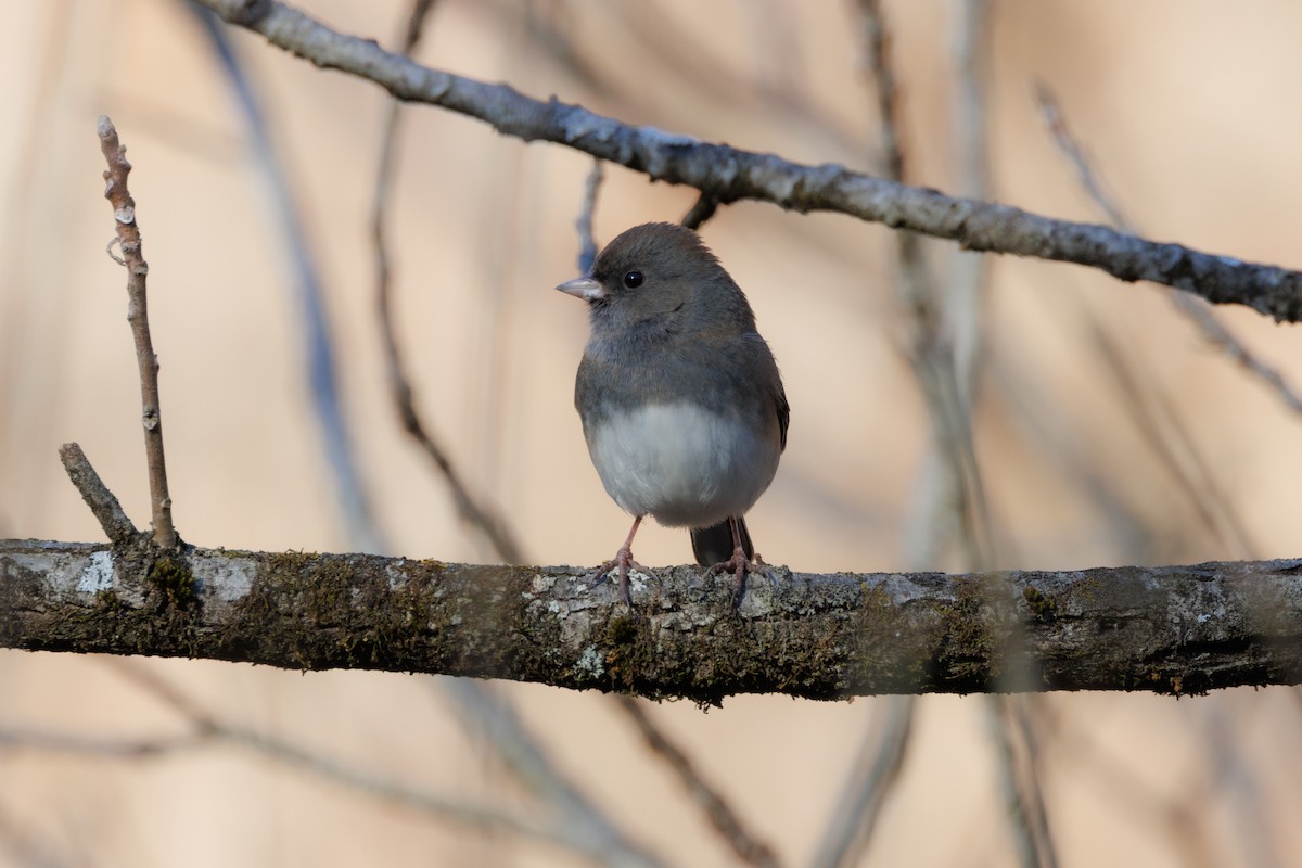 Junco Ojioscuro - ML612425069