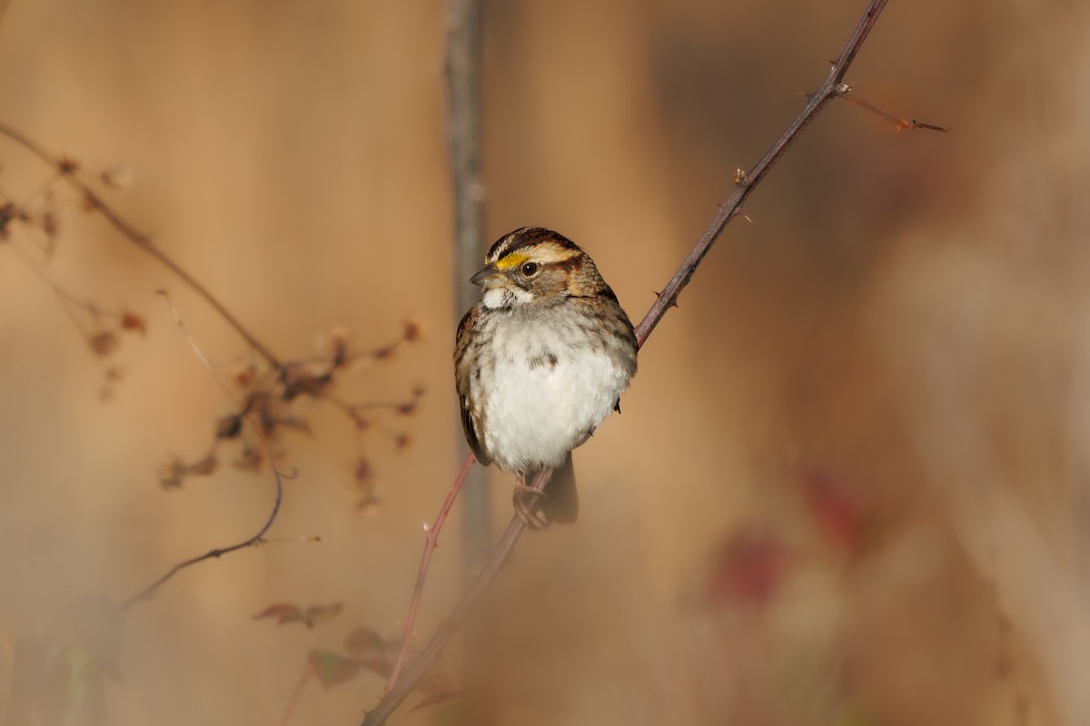 White-throated Sparrow - ML612425071