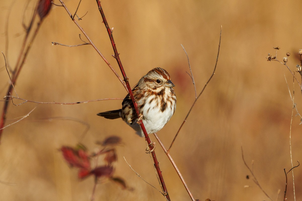 Song Sparrow - ML612425073