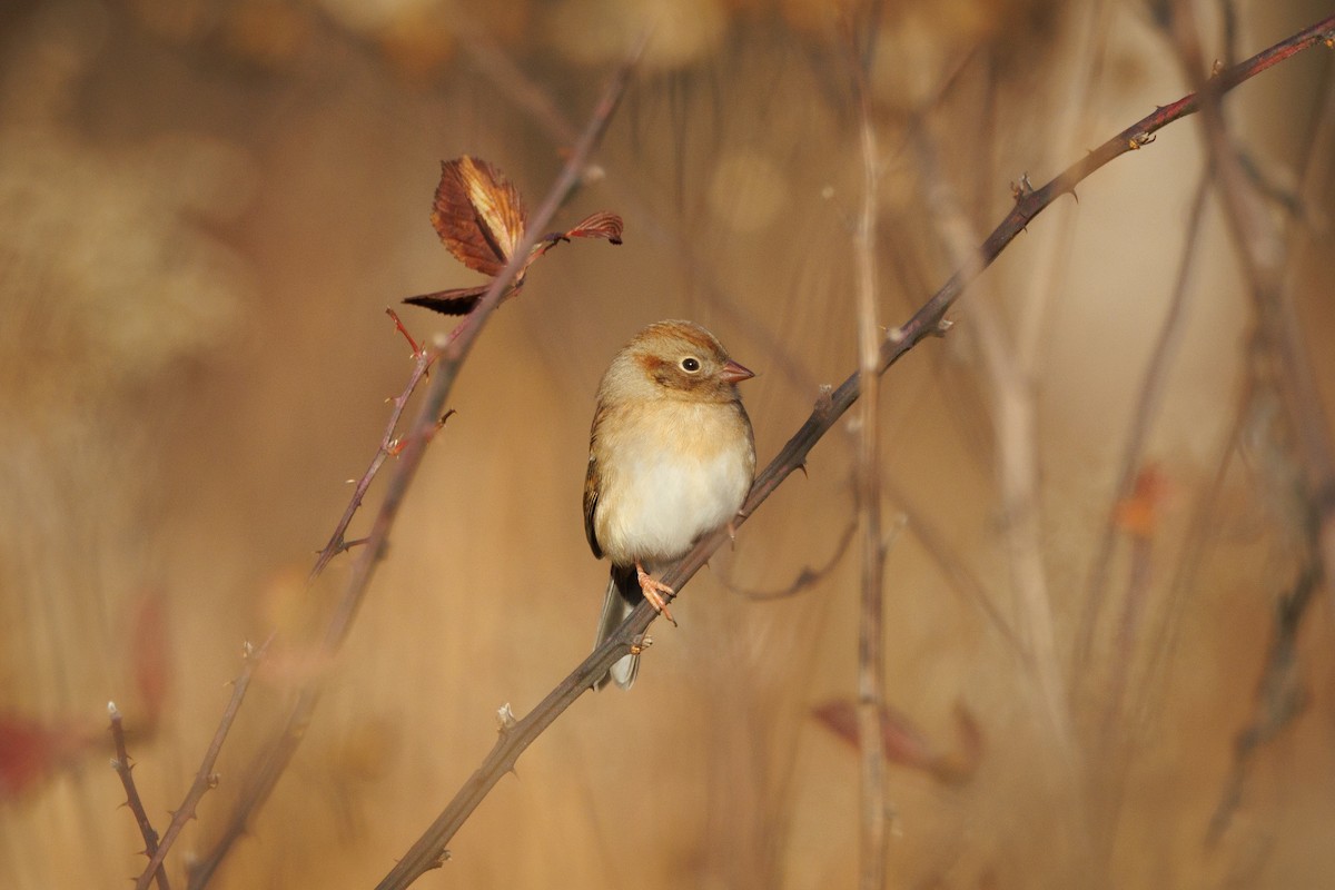 Field Sparrow - ML612425077