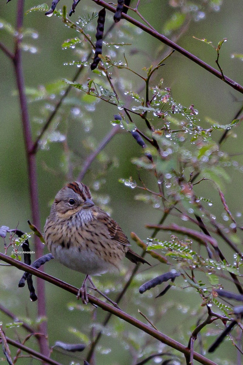 Lincoln's Sparrow - ML612425210