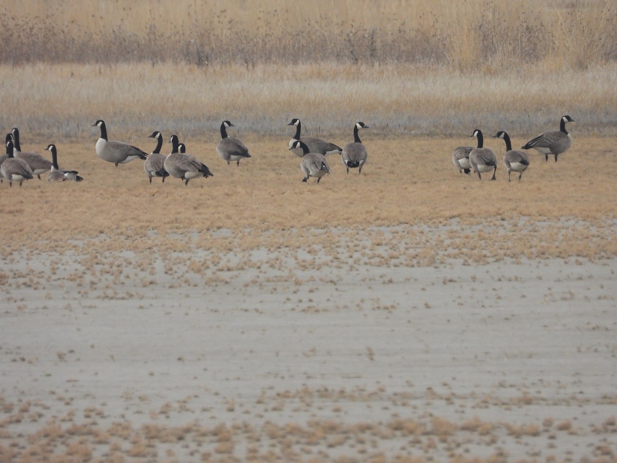 Canada Goose - ML612425241