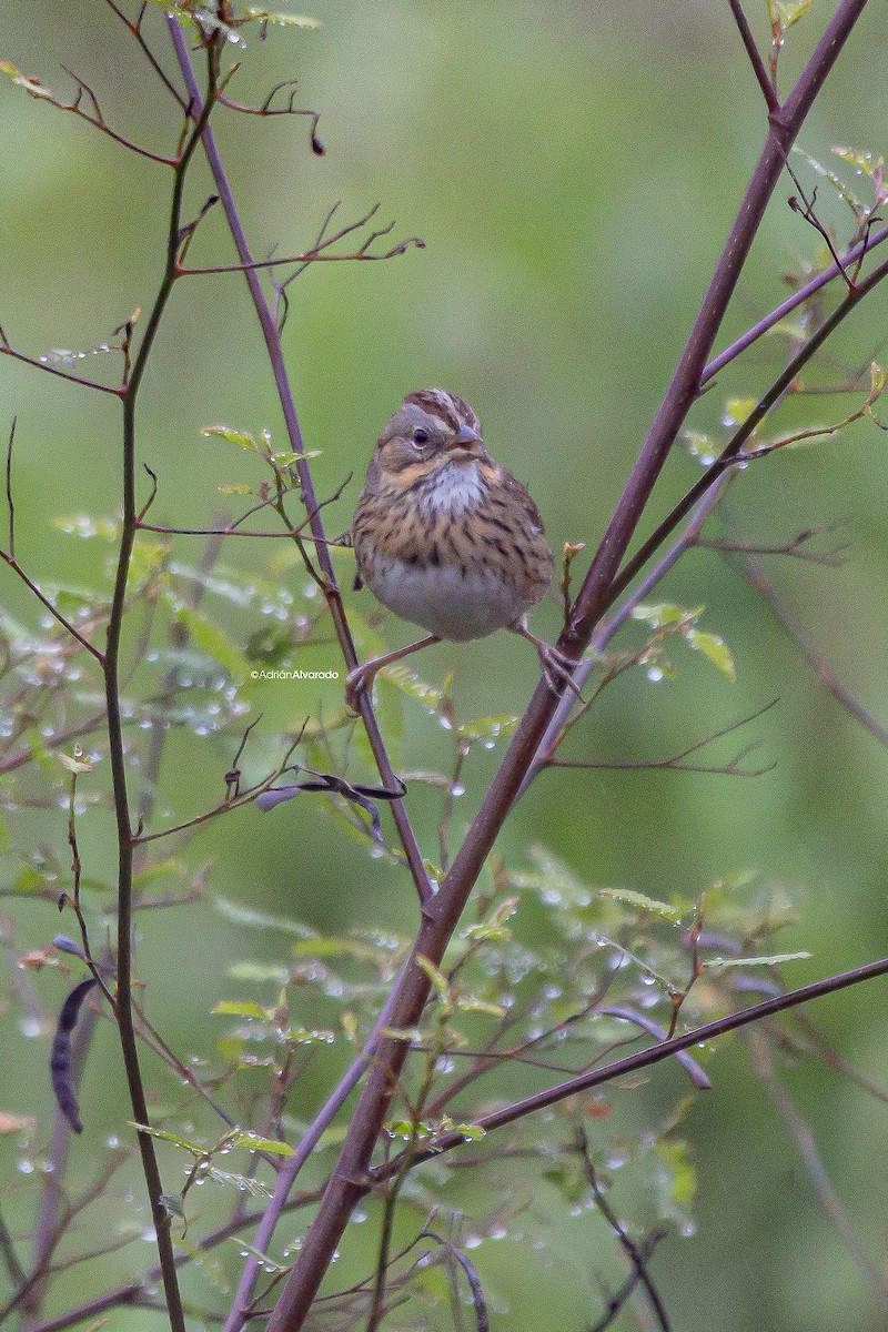 Lincoln's Sparrow - ML612425262