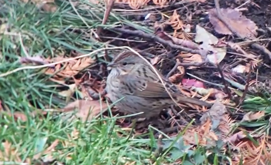 Lincoln's Sparrow - irina shulgina