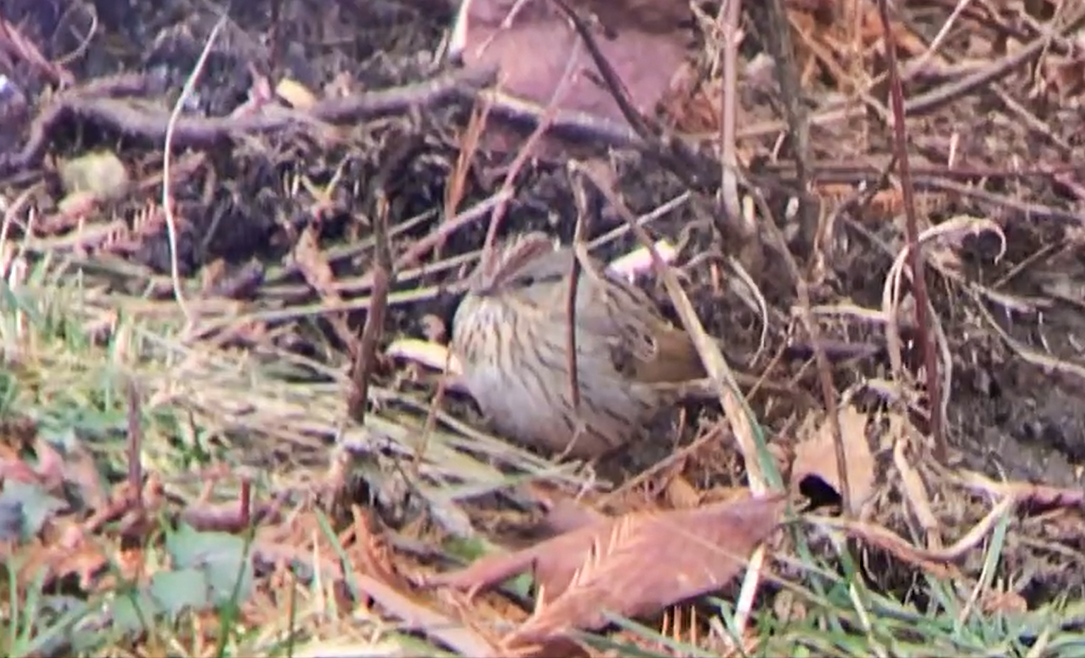 Lincoln's Sparrow - ML612425268