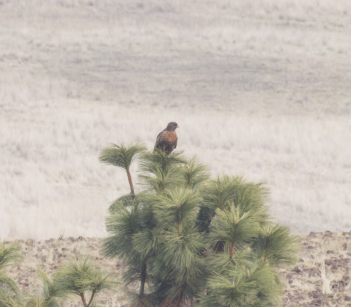 Red-tailed Hawk - john bishop