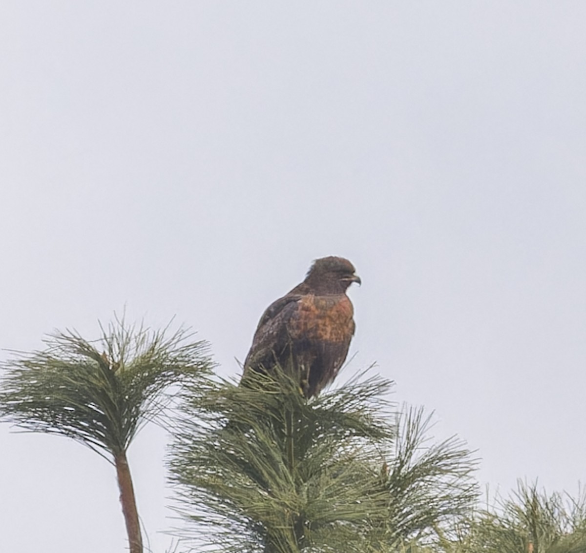 Red-tailed Hawk - john bishop