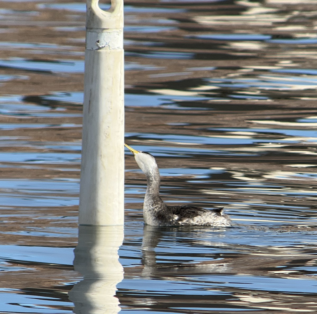 Red-necked Grebe - David Suddjian