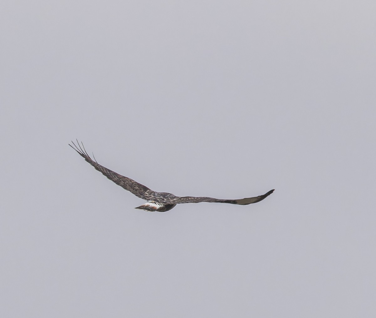 Rough-legged Hawk - ML612425359