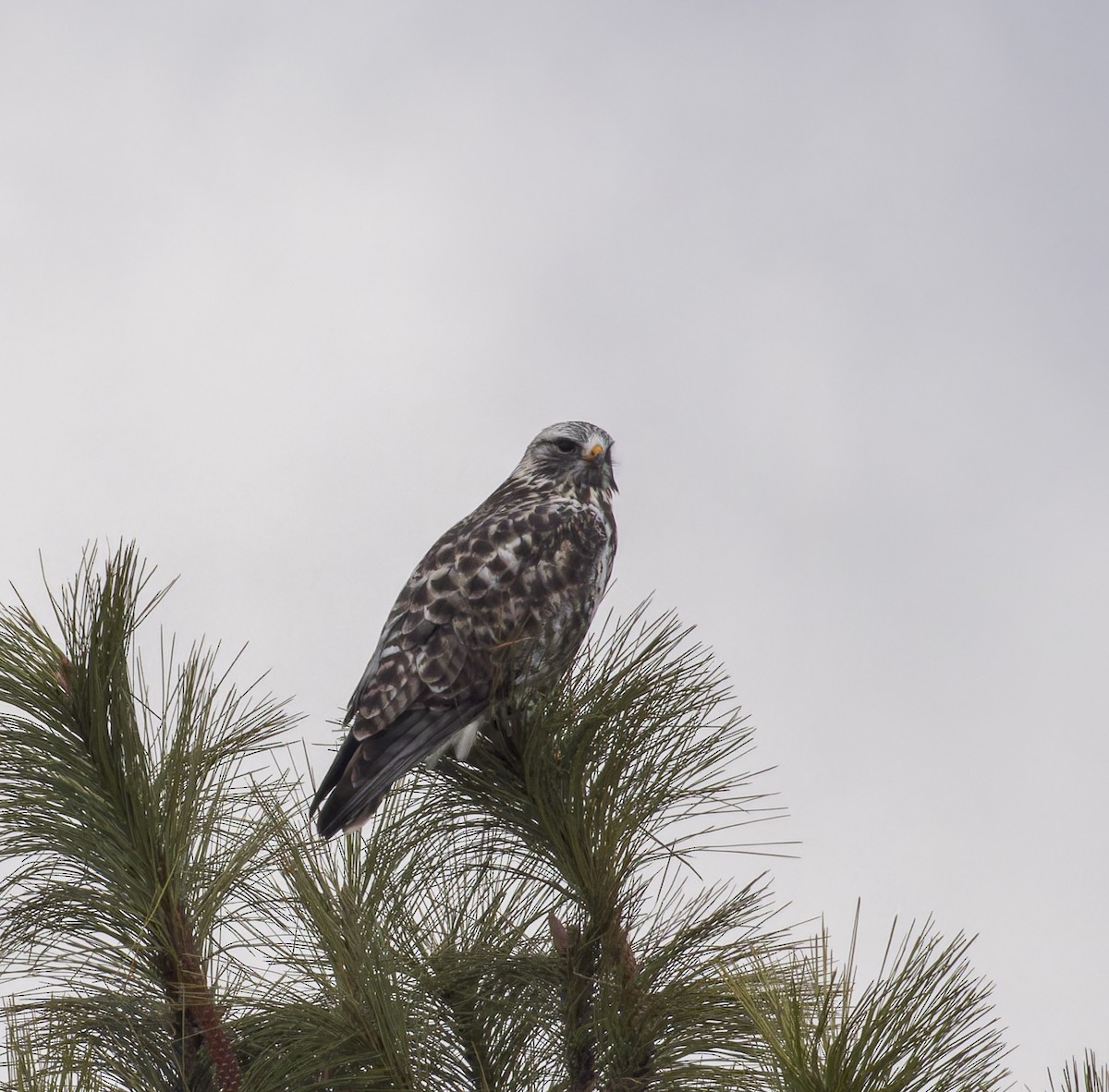 Rough-legged Hawk - john bishop