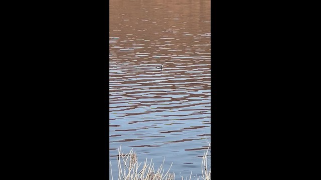 Red-necked Grebe - ML612425411