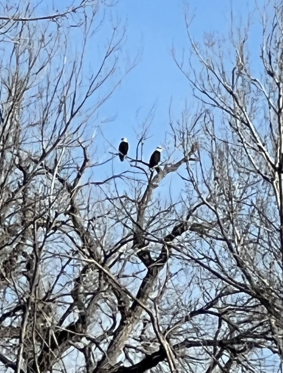 Bald Eagle - David Suddjian