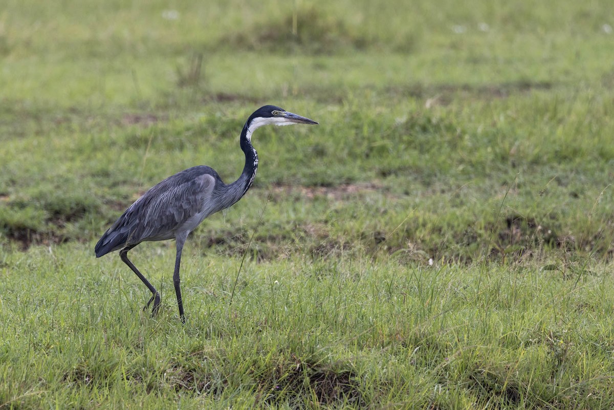 Garza Cabecinegra - ML612425516