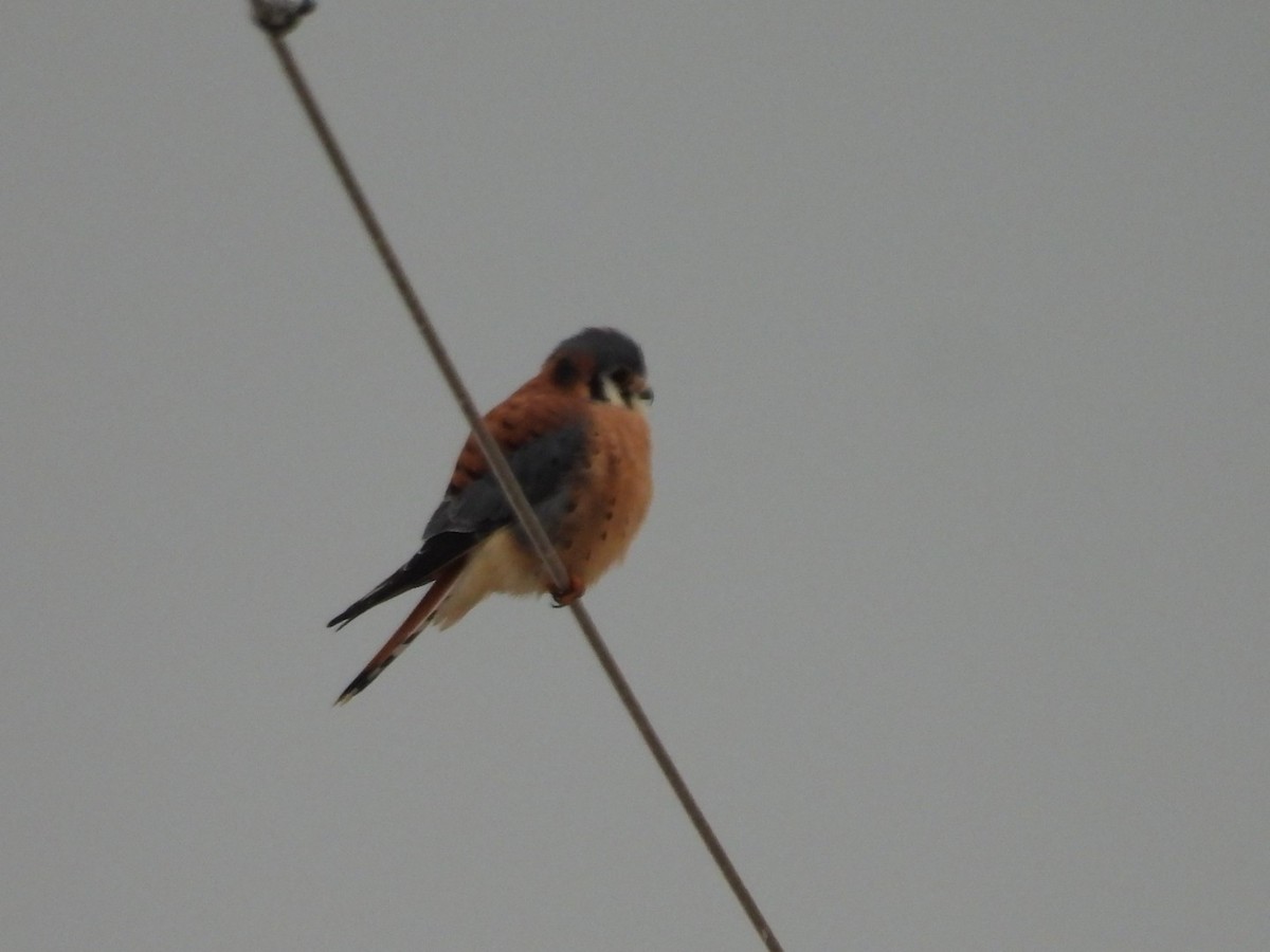 American Kestrel - ML612425617