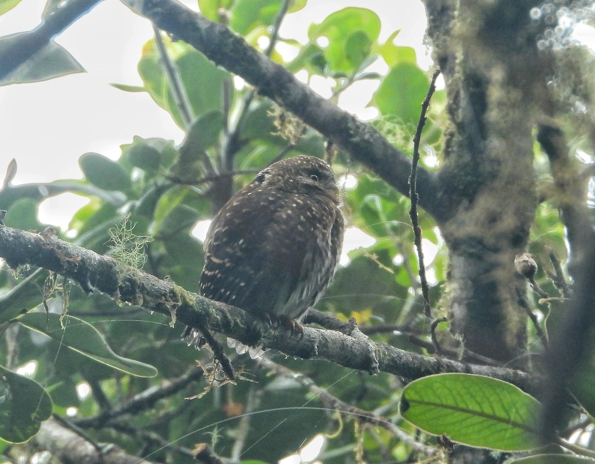 Andean Pygmy-Owl - ML612425701