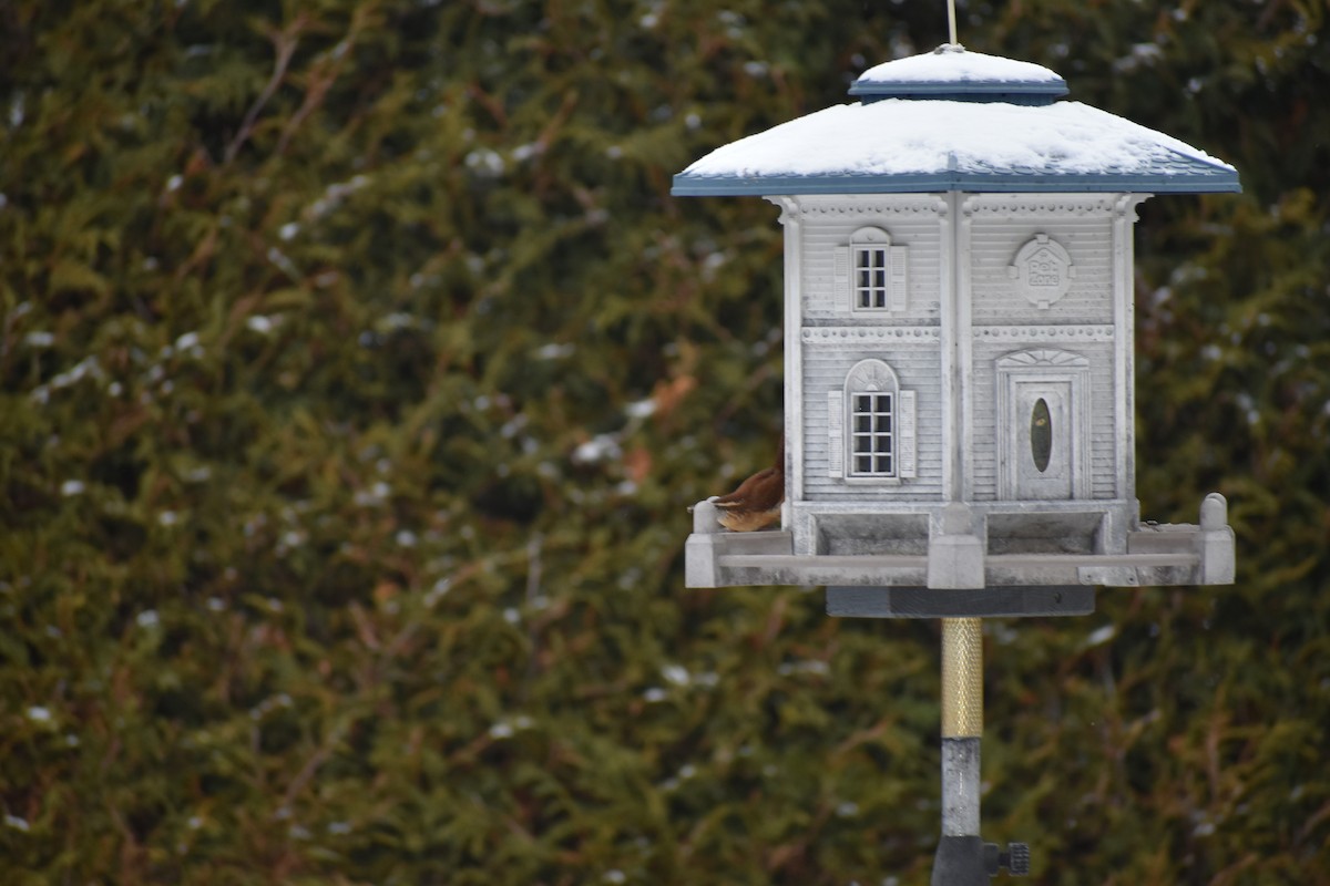 Carolina Wren - ML612425702