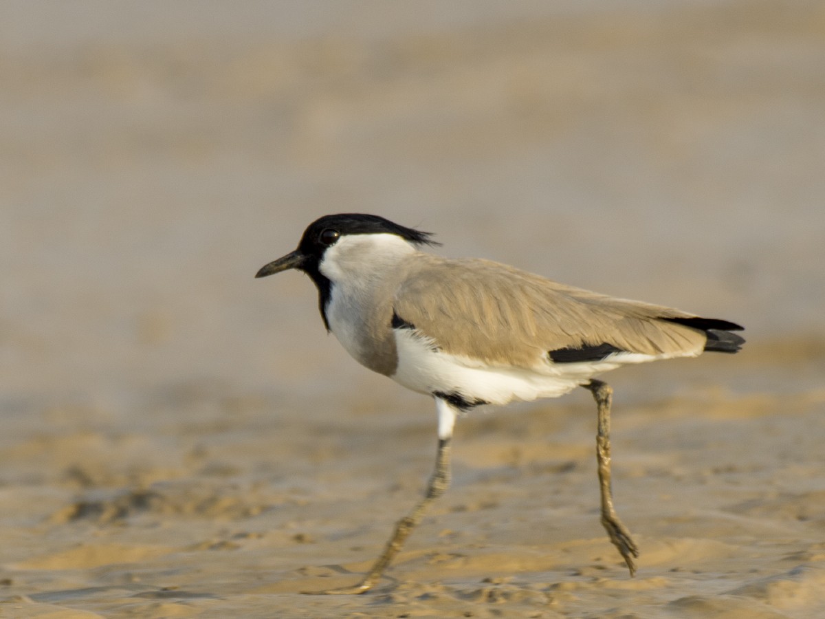 River Lapwing - ML612425724