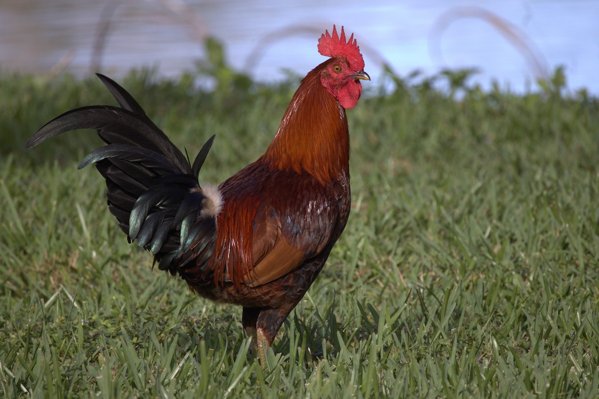 Red Junglefowl (Domestic type) - ML612425738