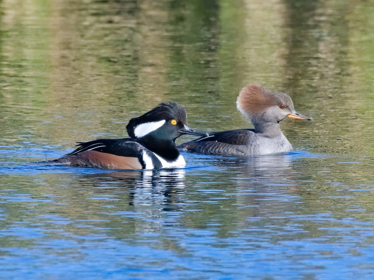 Hooded Merganser - ML612425788