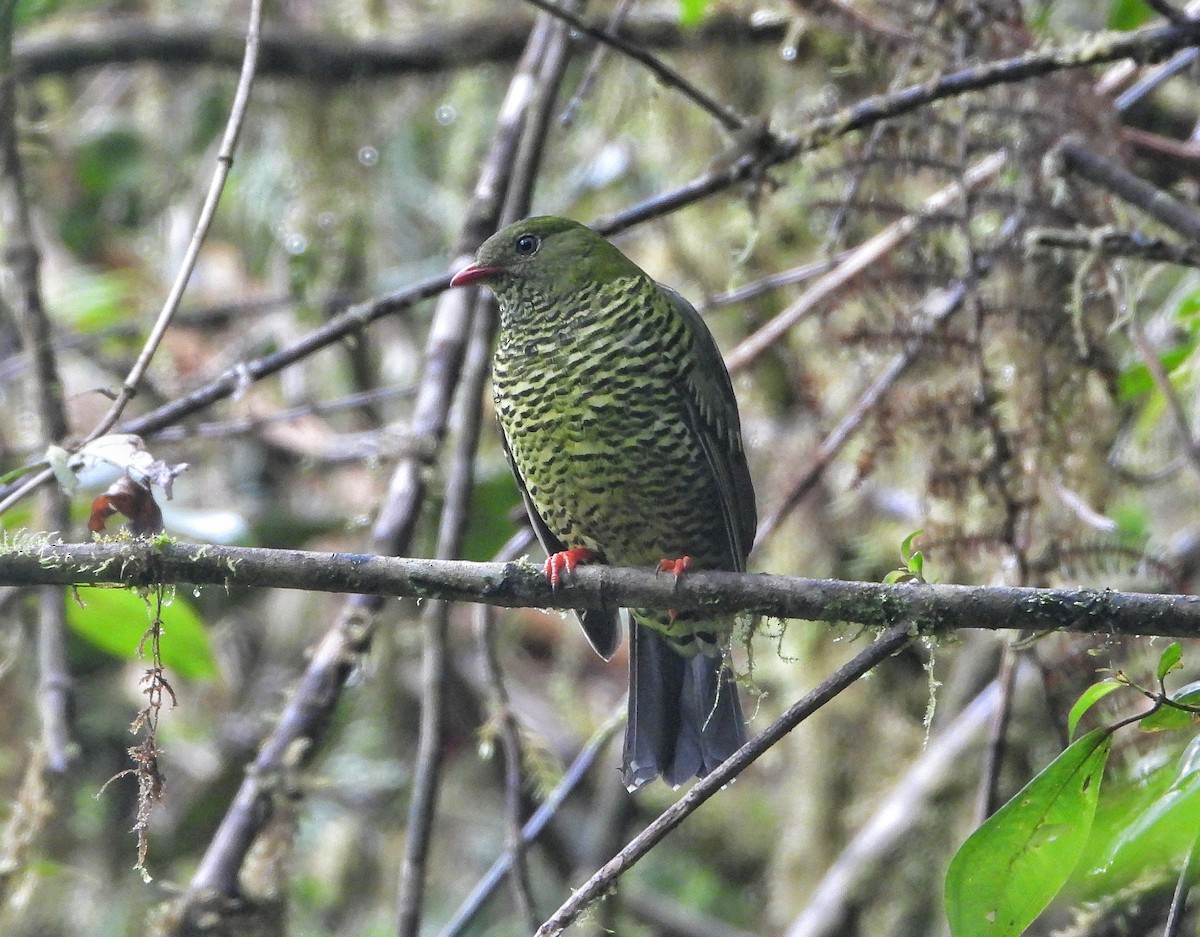 Barred Fruiteater - ML612425829