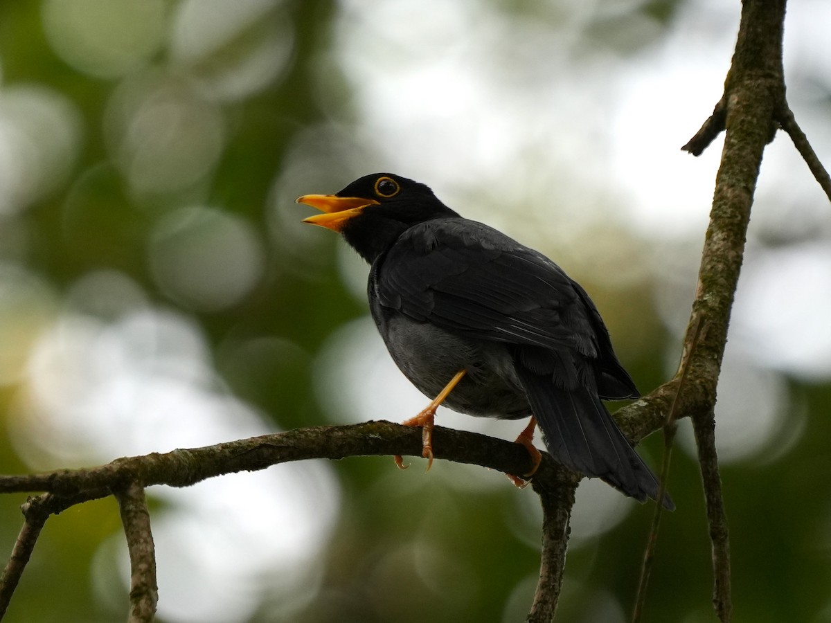 Yellow-legged Thrush - ML612425841