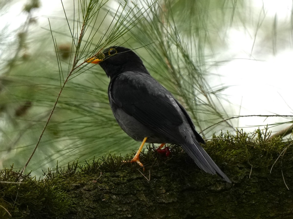 Yellow-legged Thrush - Carlos Crocce