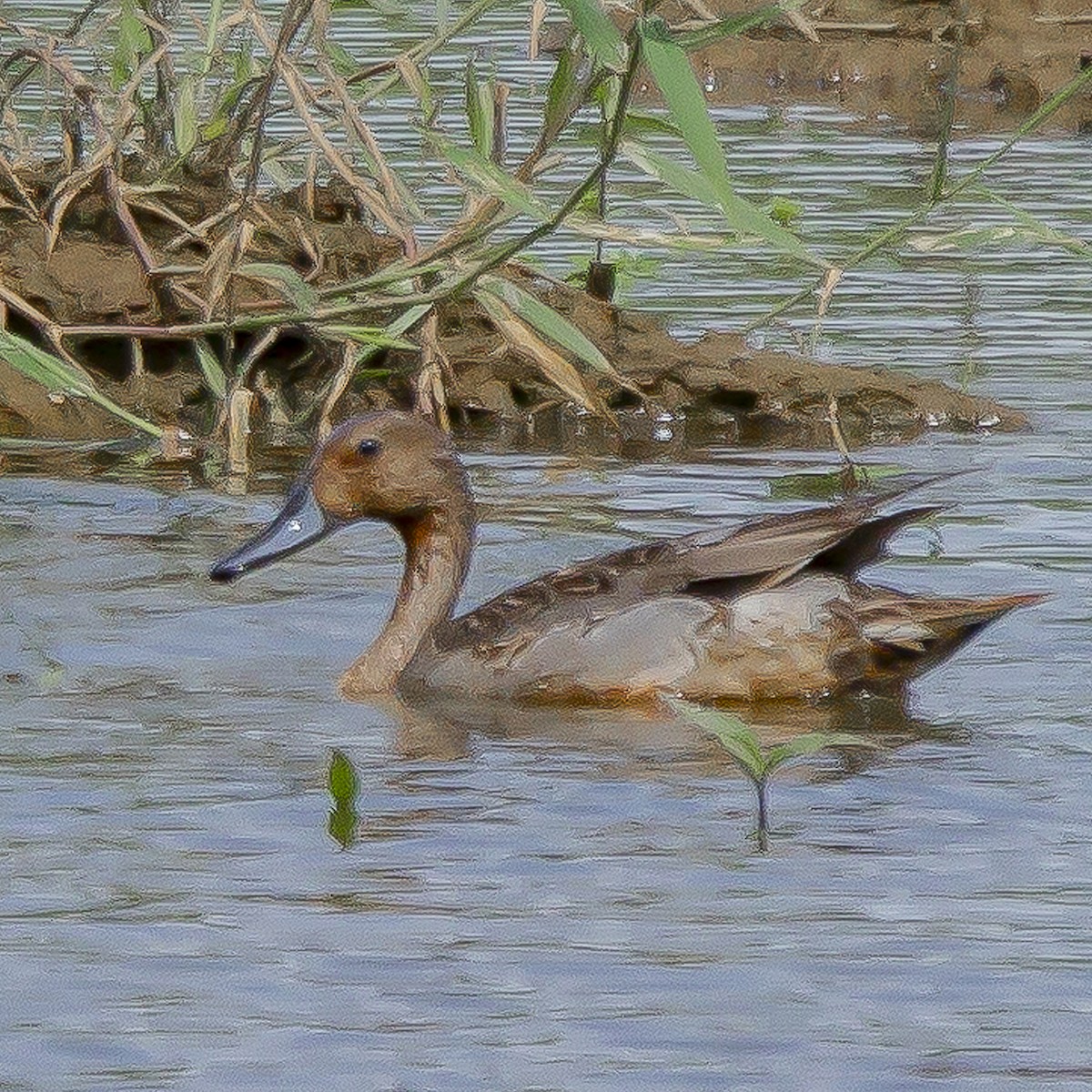 Northern Pintail - ML612425876