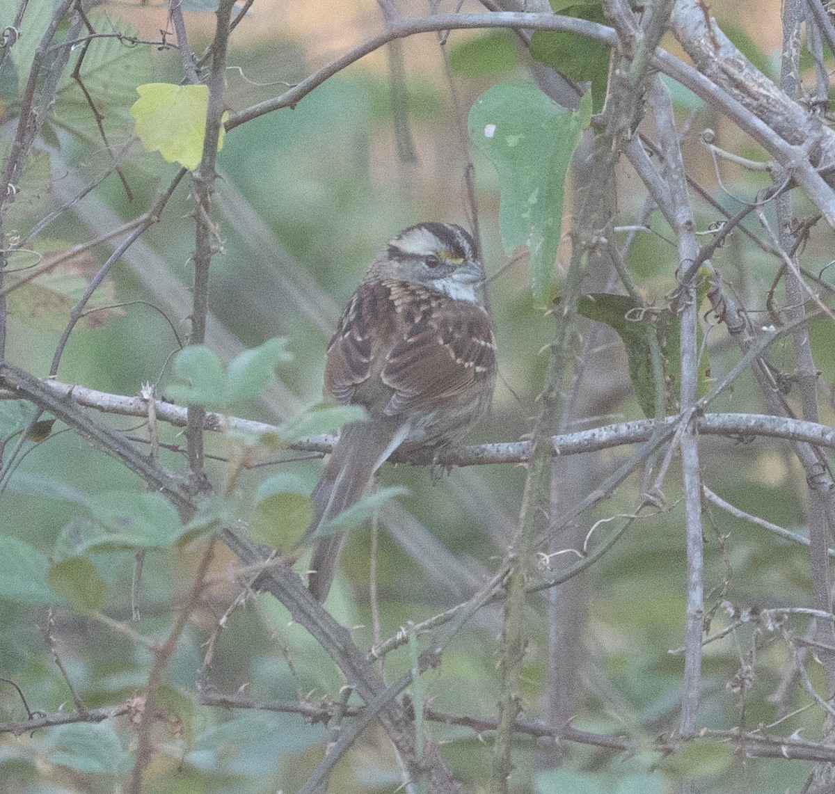 White-throated Sparrow - ML612425896