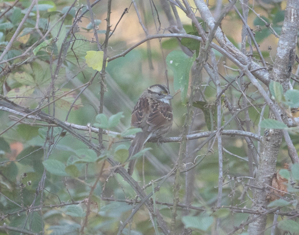 White-throated Sparrow - ML612425897