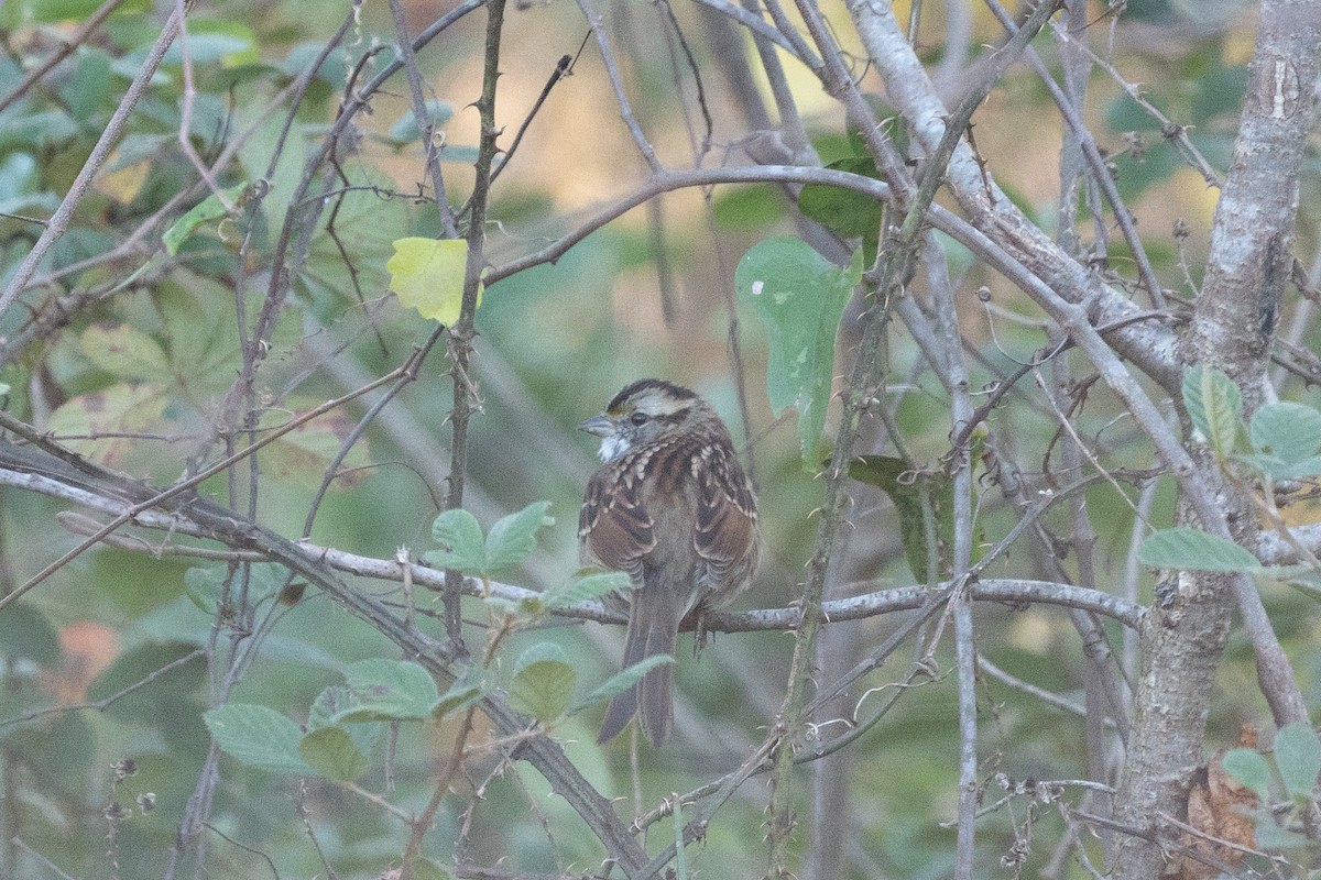 White-throated Sparrow - ML612425898
